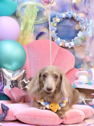 20240816ぺこちゃん